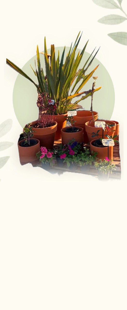 Macetas de barro con plantas y flores del vivero Colibrí Espacios Verdes